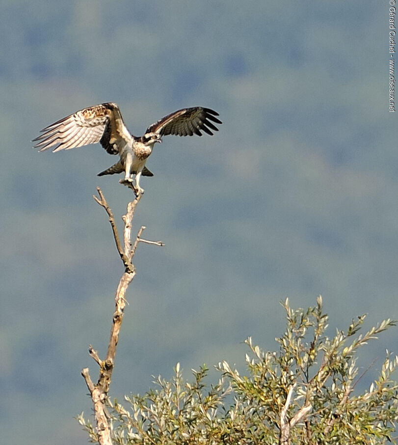 Osprey