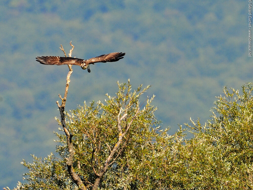Osprey