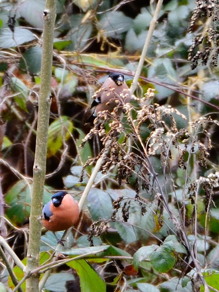 Eurasian Bullfinch 