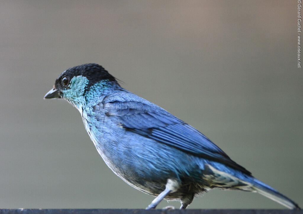 Black-capped Tanager, identification