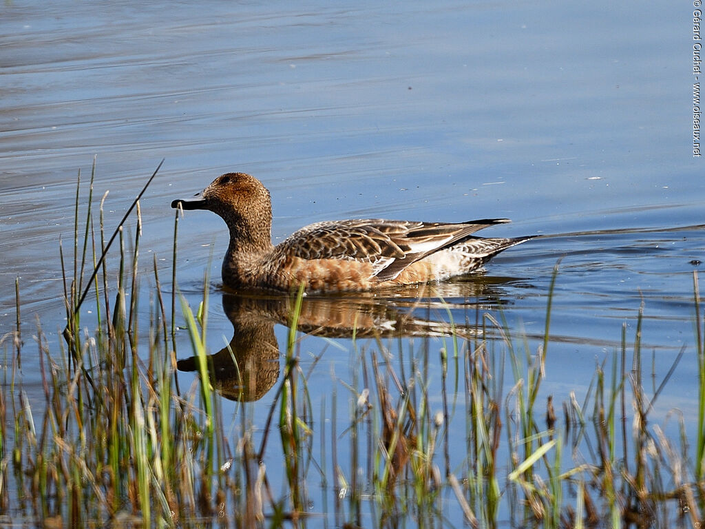 Canard à front blanc femelle, nage