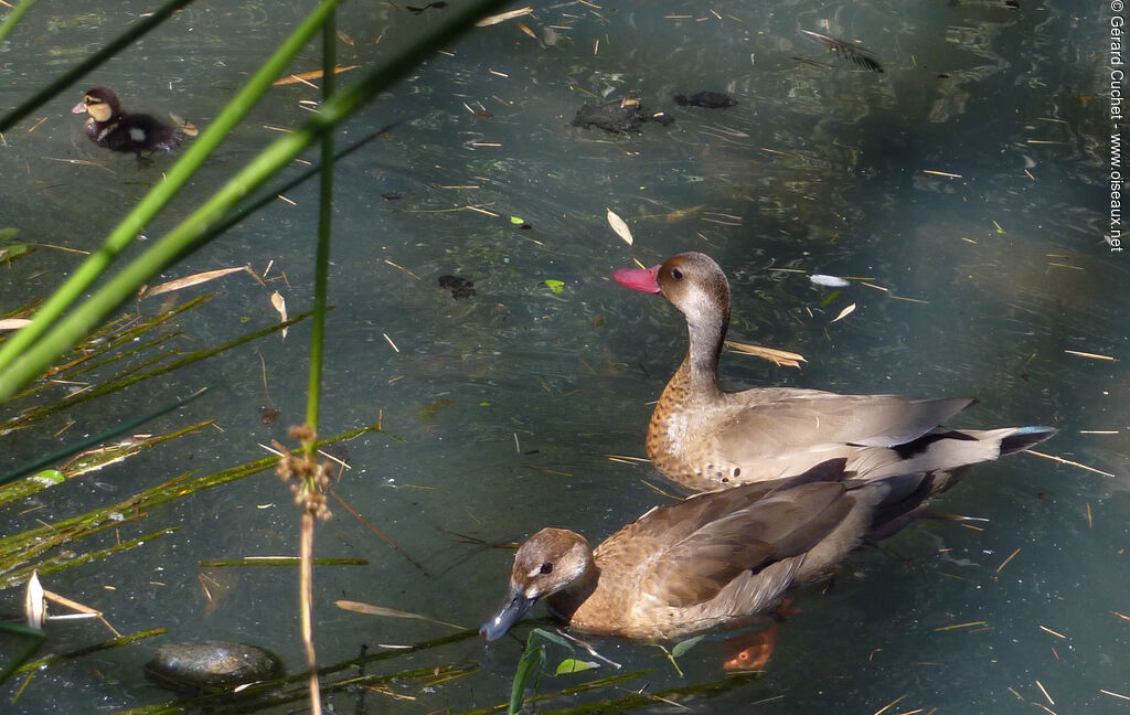 Canard amazonetteadulte