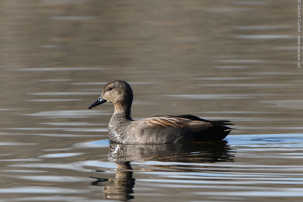 Canard chipeau mâle, identification, nage