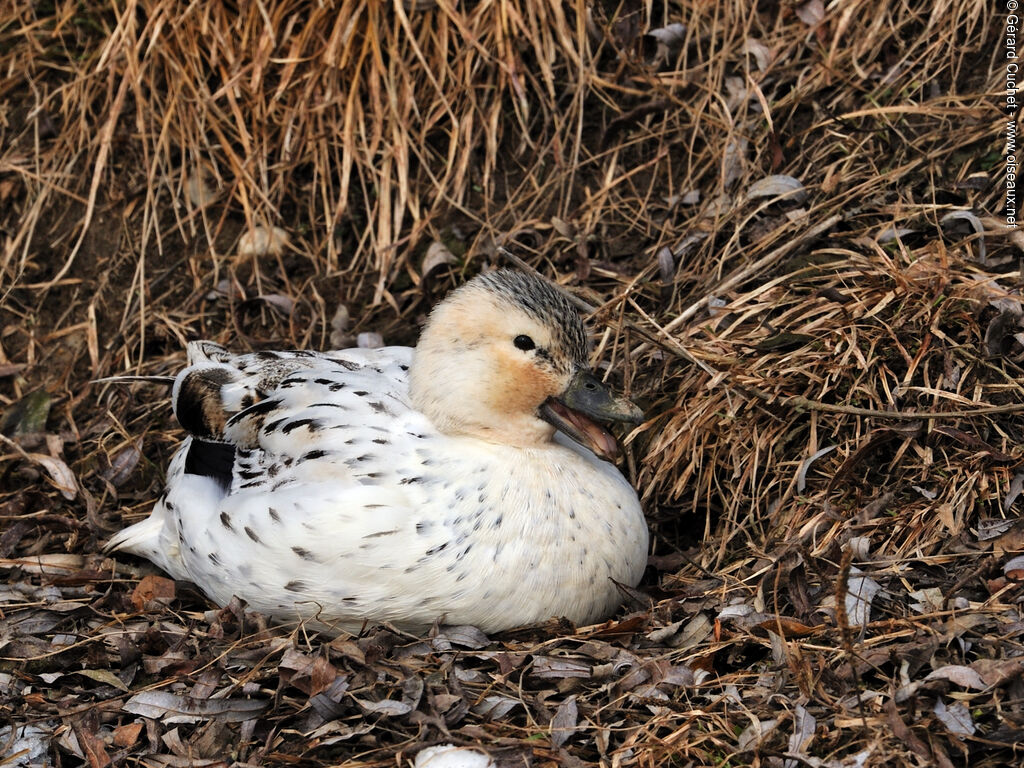 Canard siffleur femelle