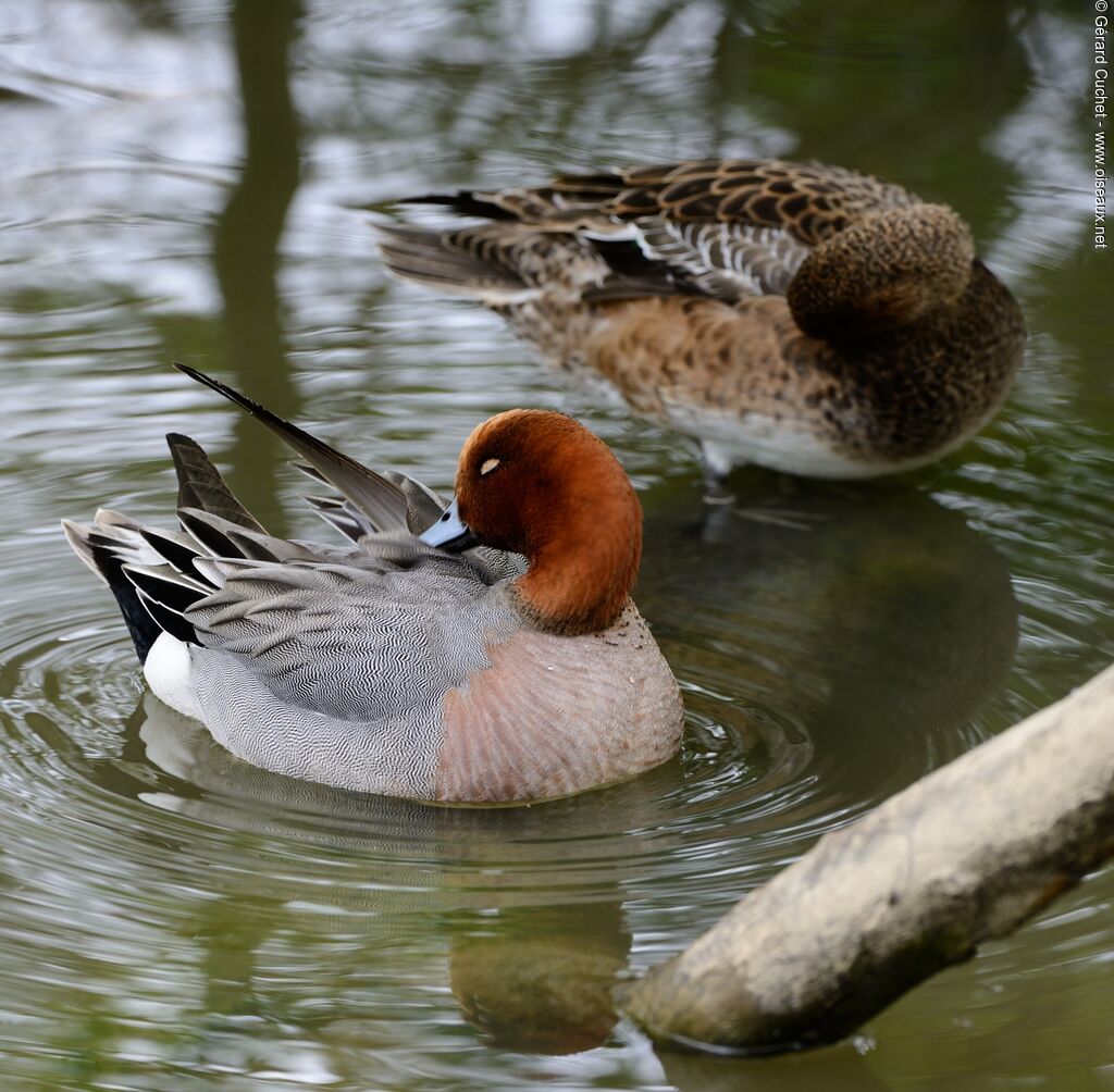 Canard siffleur