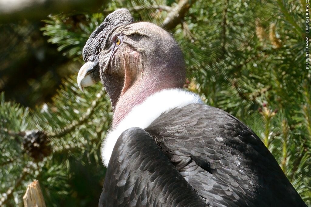 Condor des Andes
