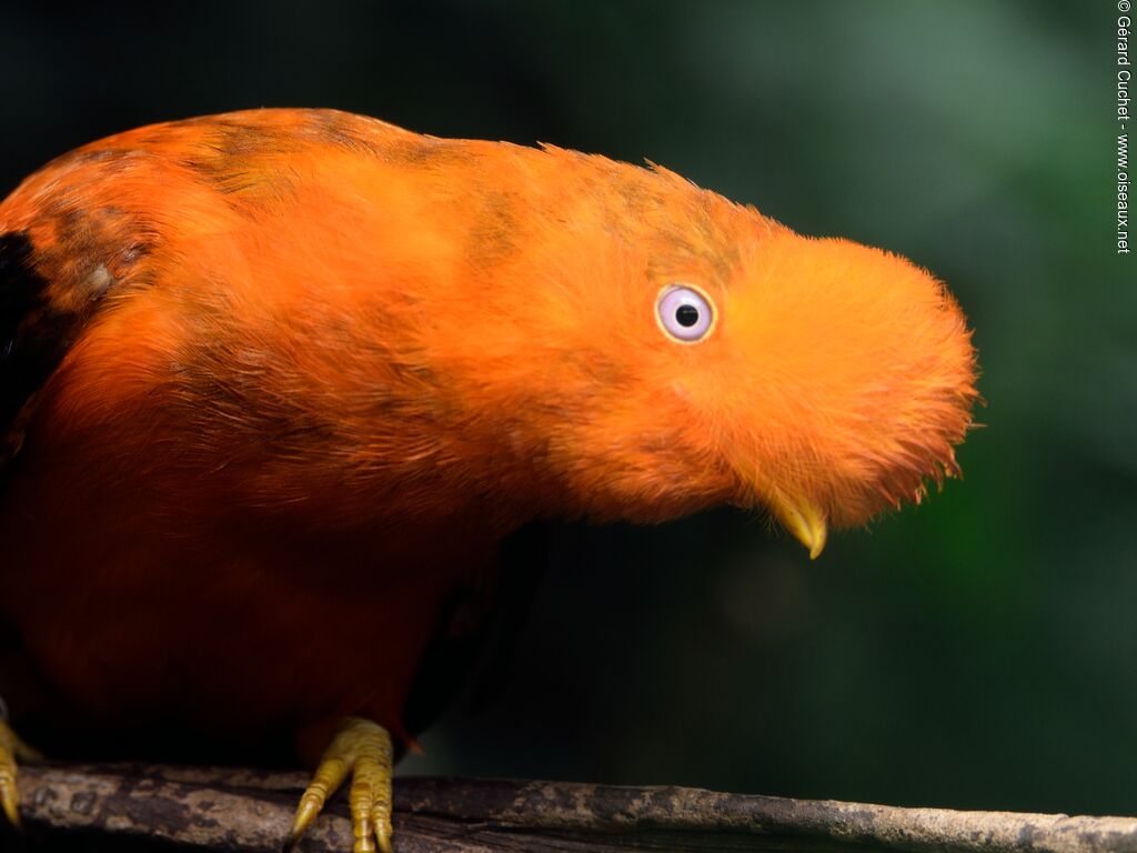 Coq-de-roche péruvien mâle