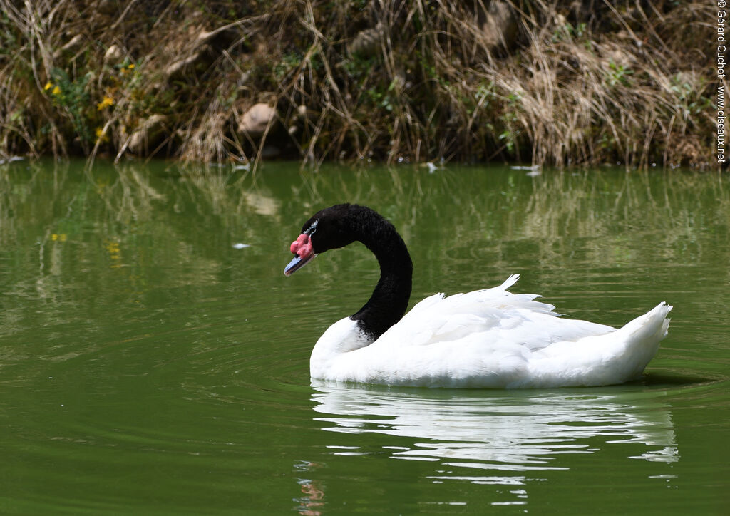 Cygne à cou noir, nage