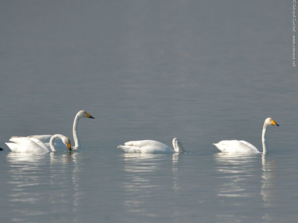 Whooper Swan