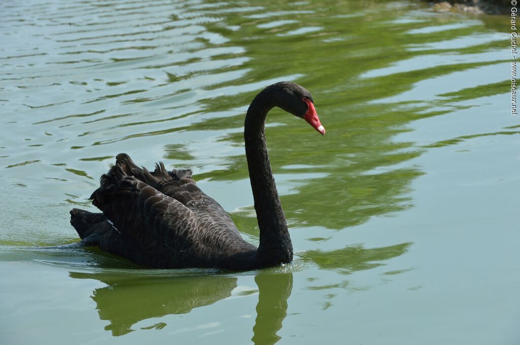Cygne noir