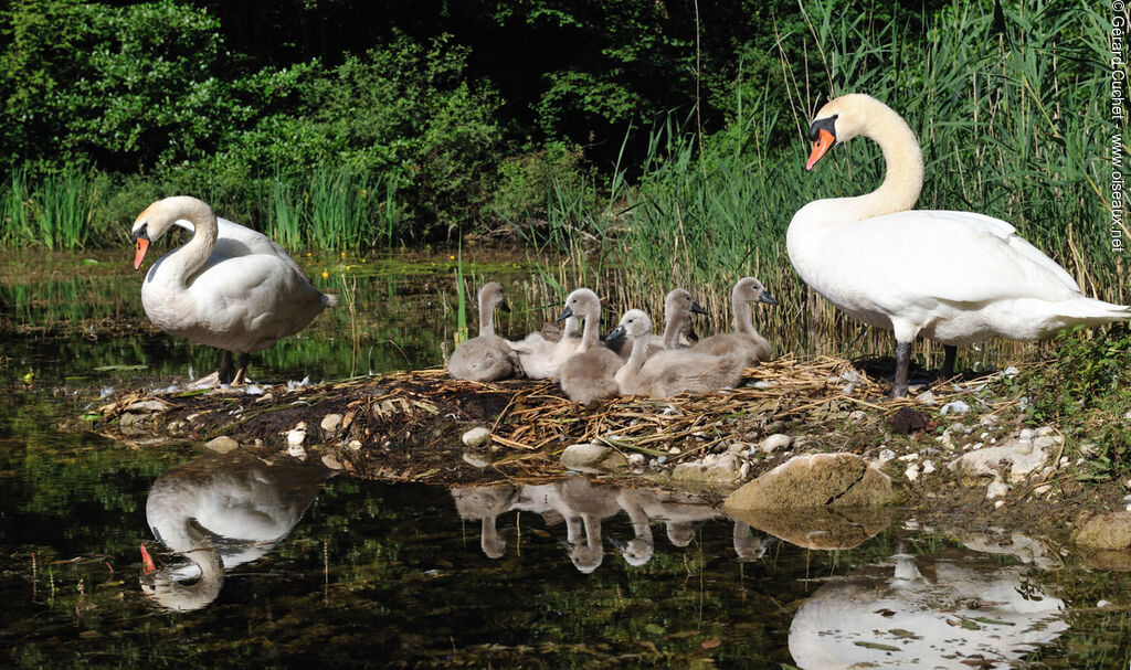 Cygne tuberculé