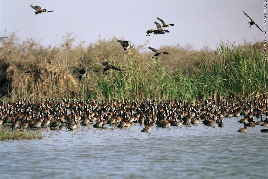 Dendrocygne veuf