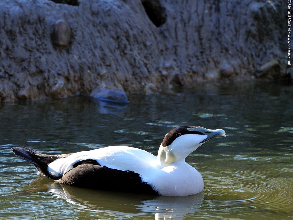 Eider à duvet