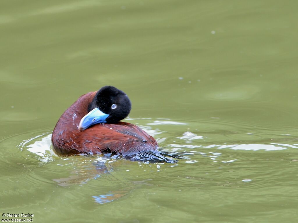 Lake Duck