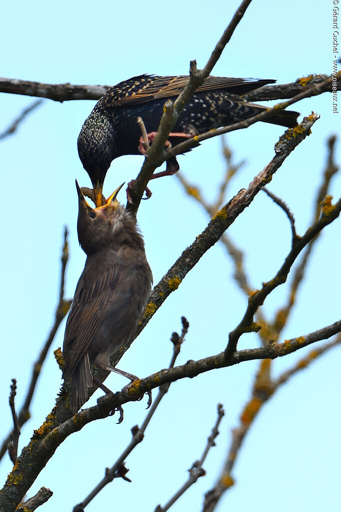 Common Starling, identification, pigmentation, eats