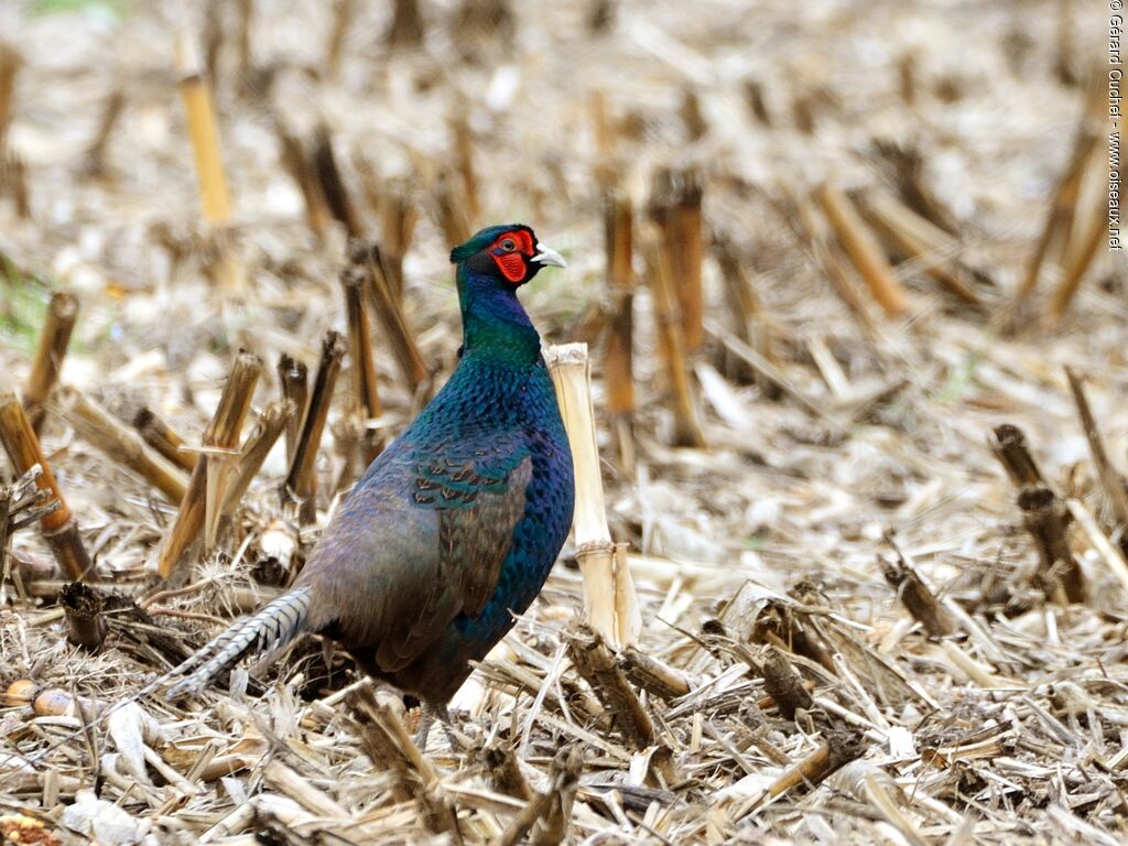 Common Pheasant