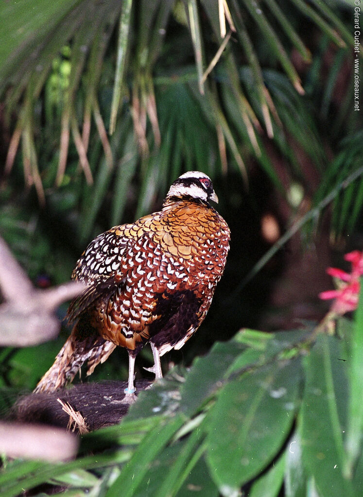 Reeves's Pheasant, pigmentation