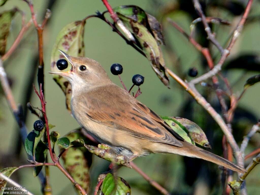 Common Whitethroat, feeding habits