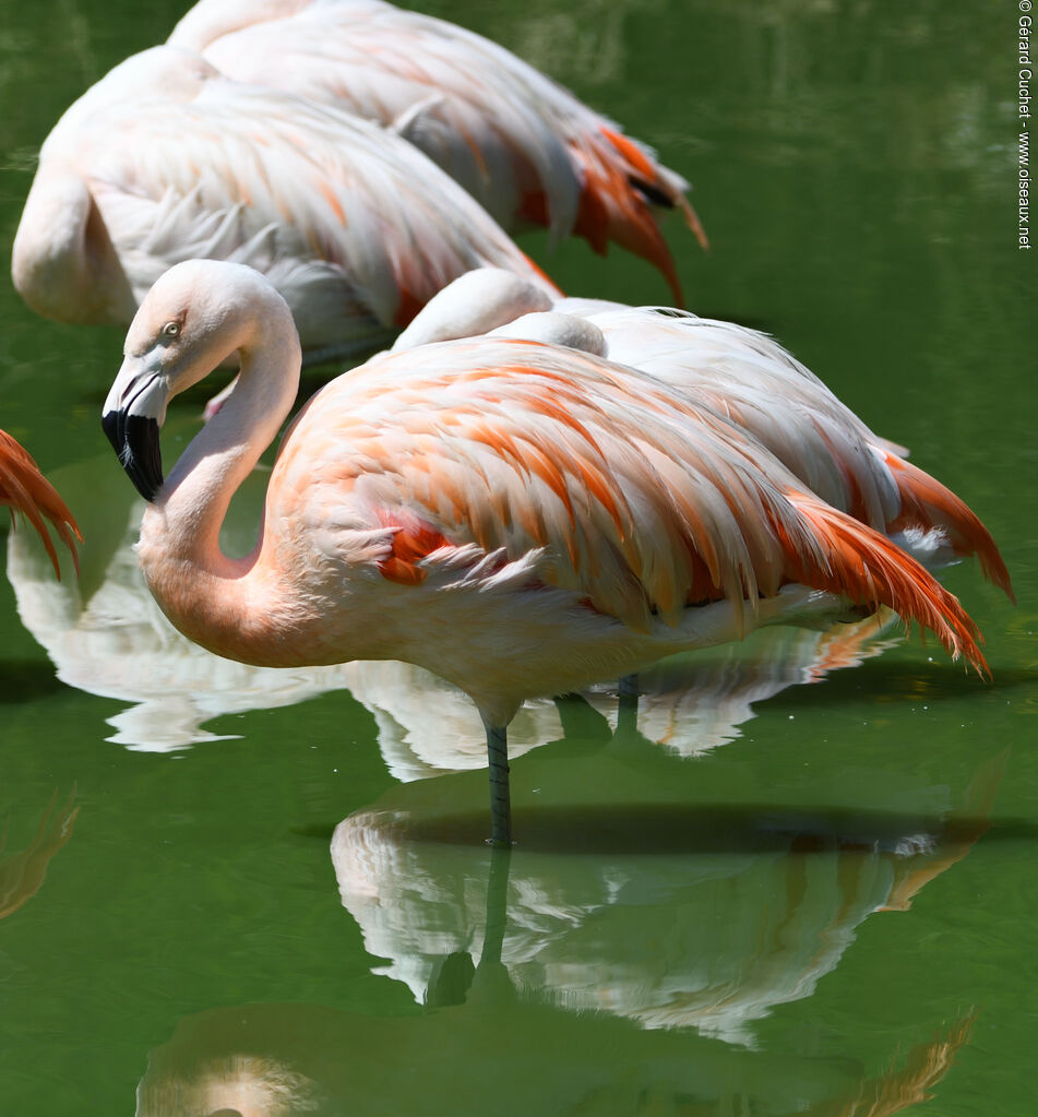 Flamant du Chili, identification