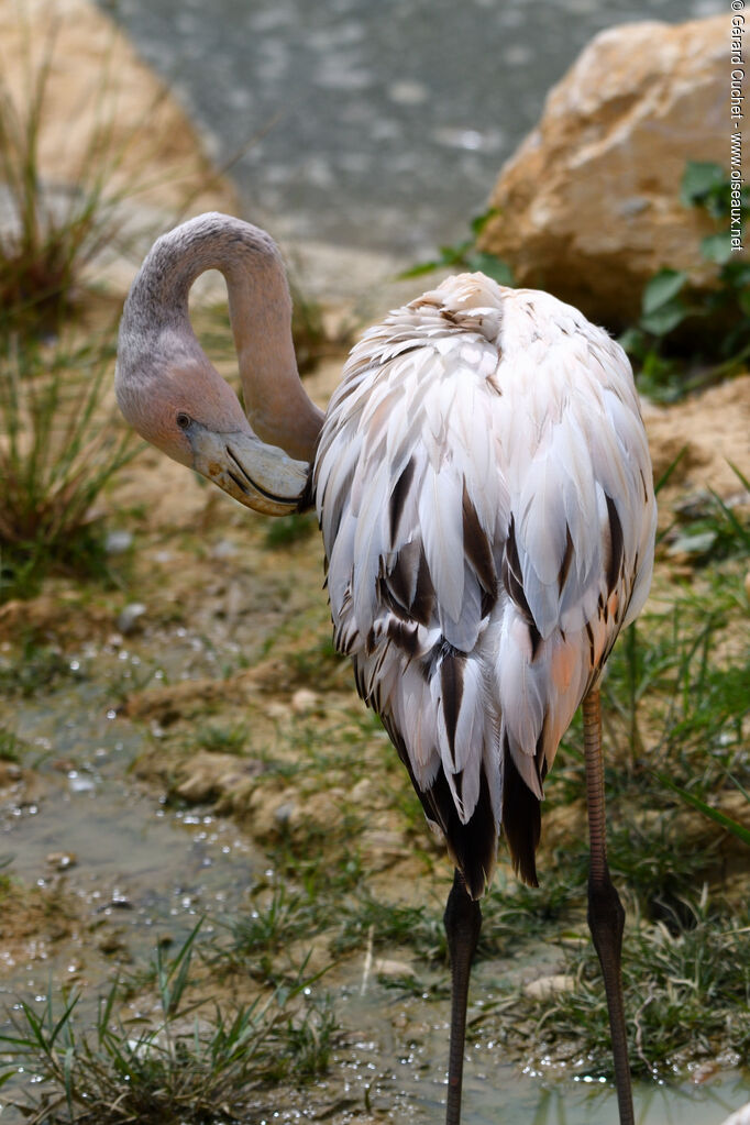 Flamant nain1ère année