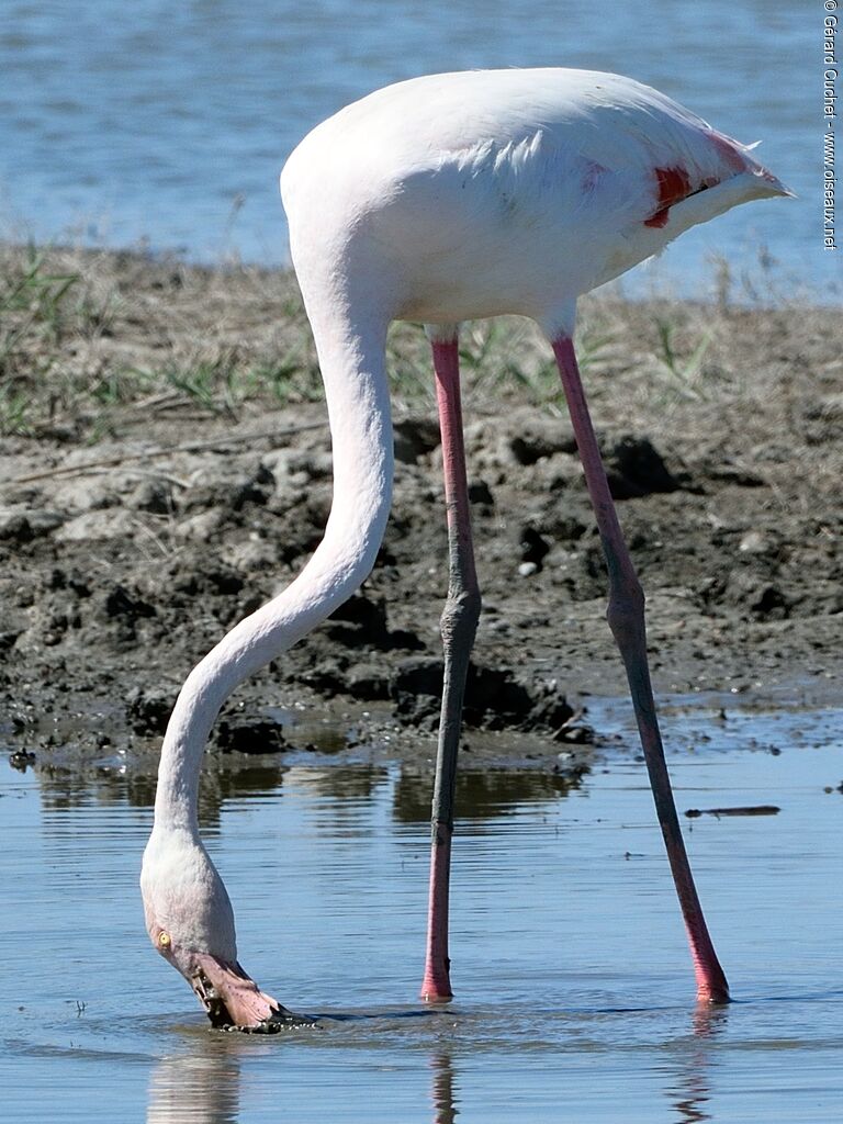 Flamant rose