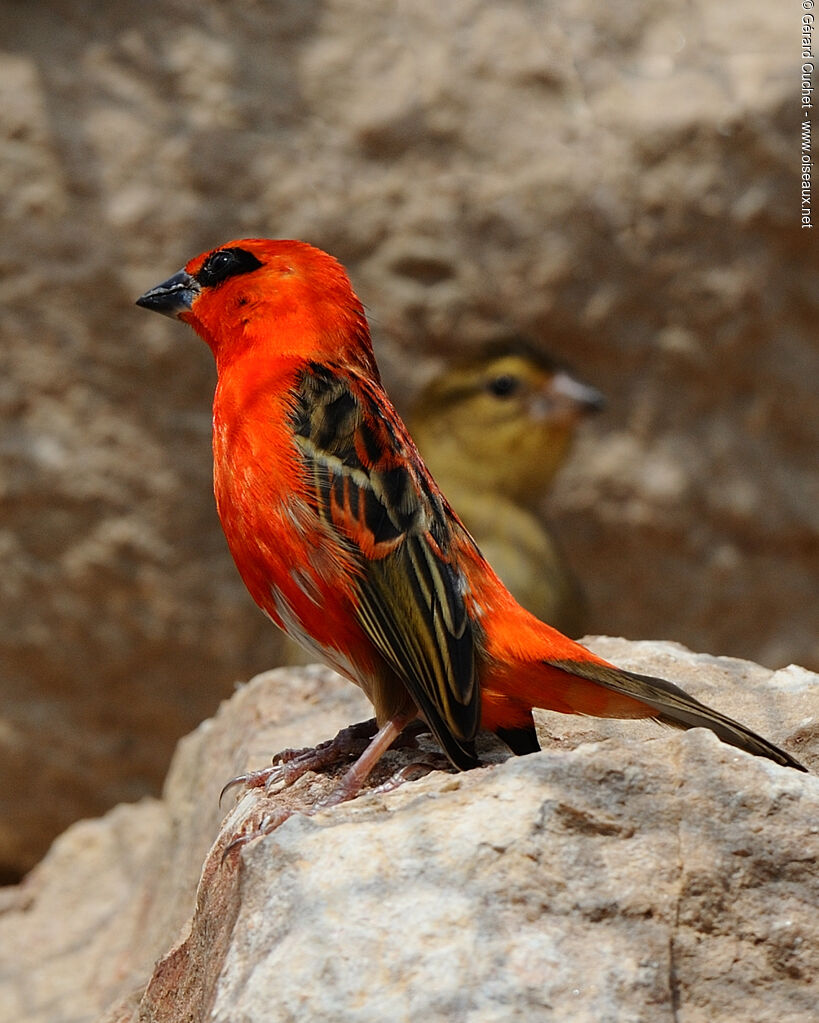 Foudi rouge mâle, identification