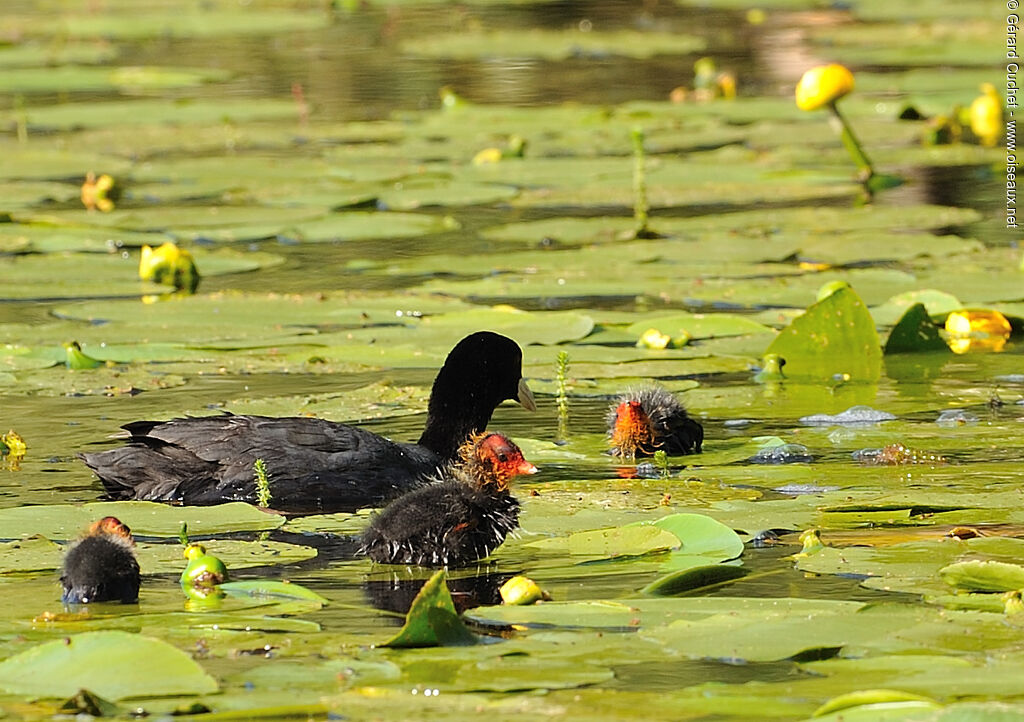 Eurasian Cootjuvenile