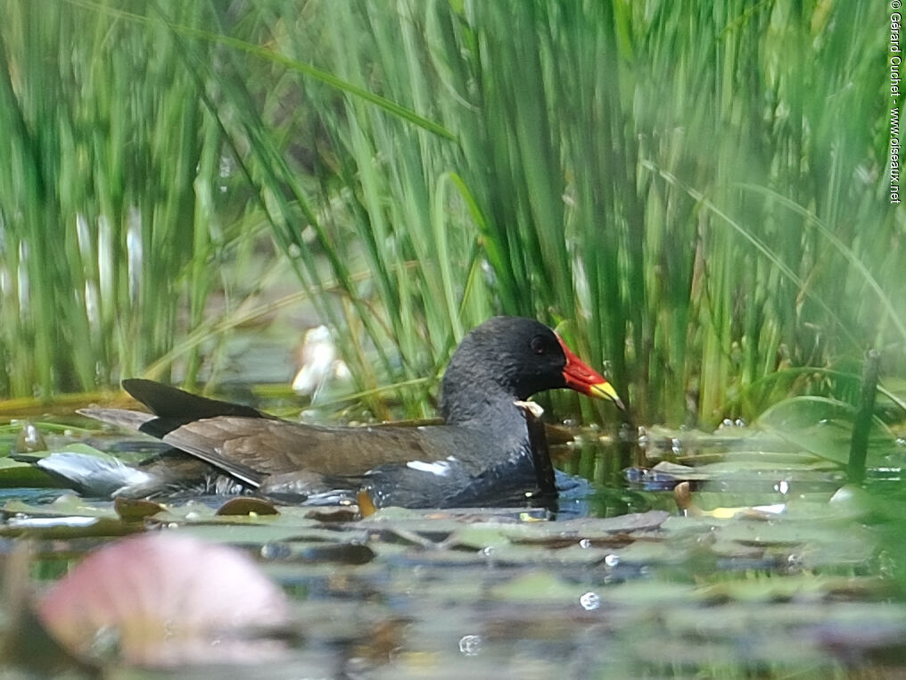 Gallinule poule-d'eau