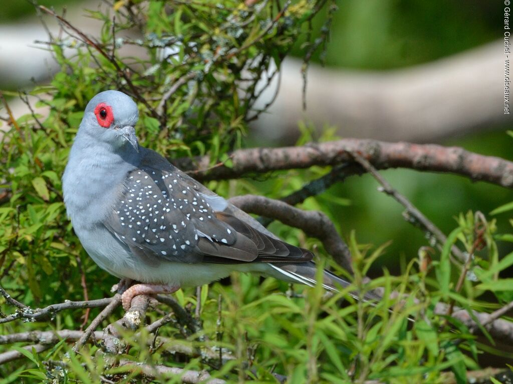 Diamond Dove