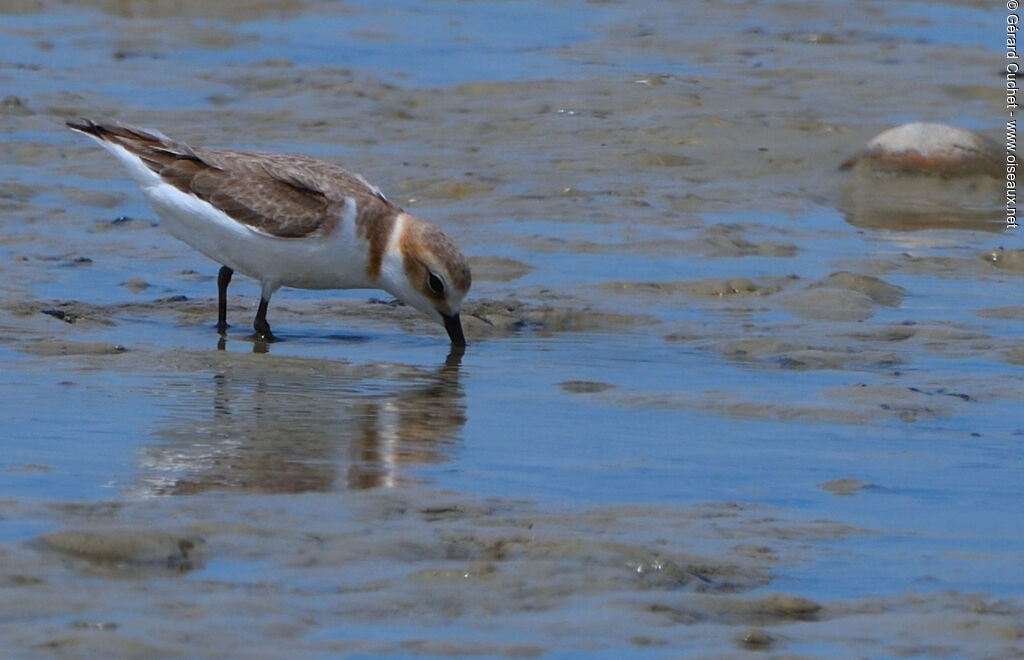 Kentish Plover, habitat, eats
