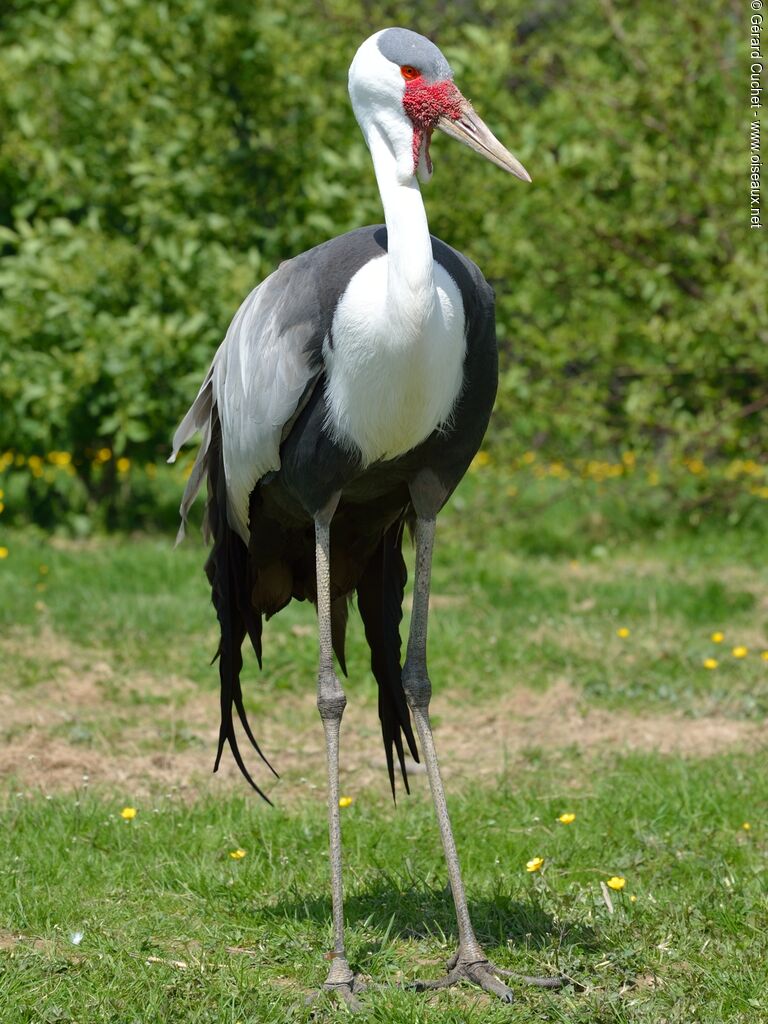 Grue caronculée