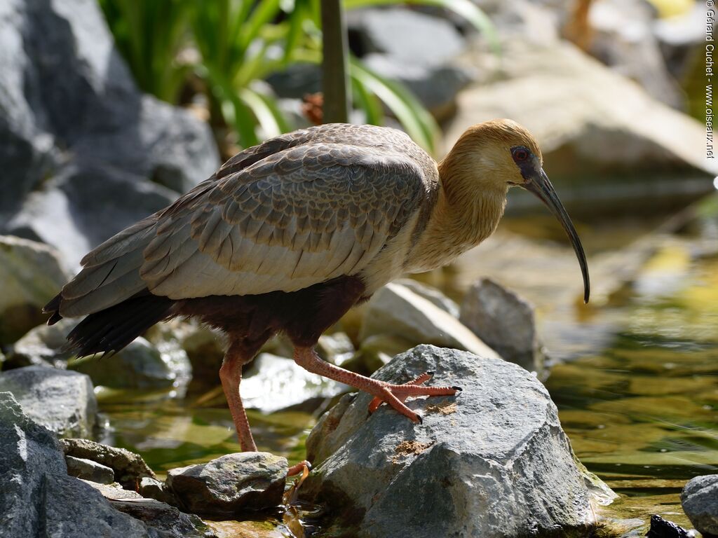 Ibis des Andes