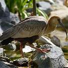 Ibis des Andes
