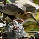 Ibis des Andes