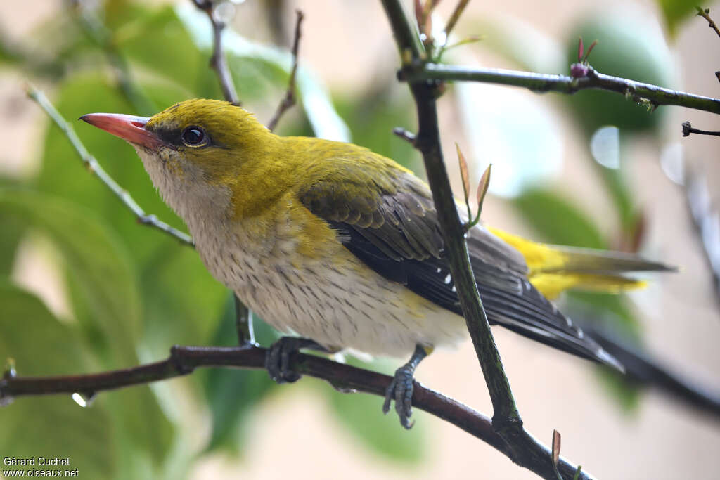Loriot d'Europejuvénile, identification