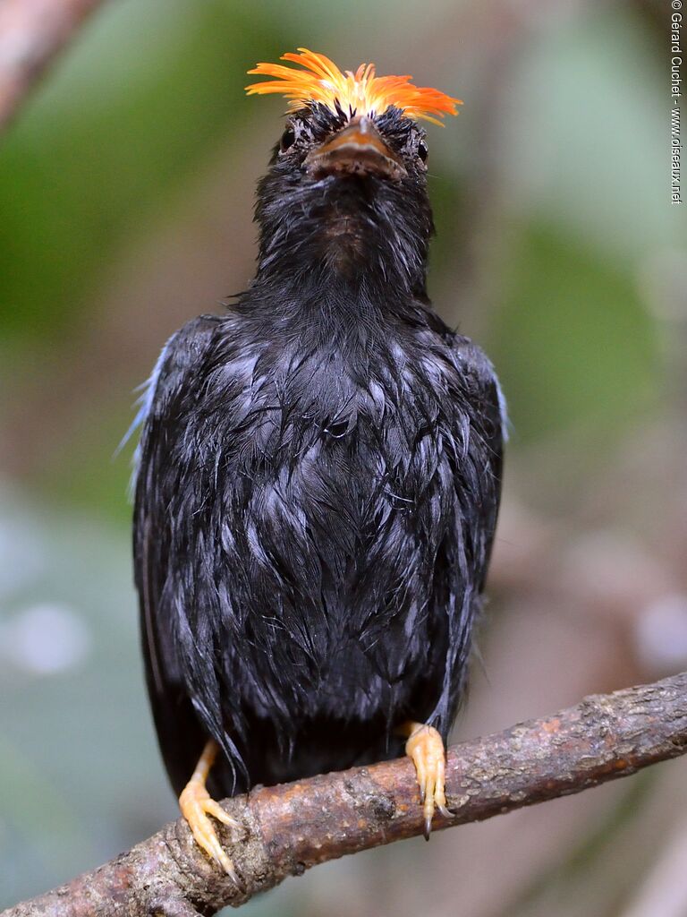 Manakin lancéolé