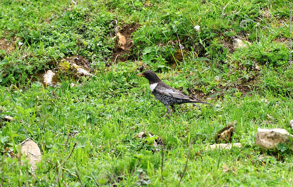 Ring Ouzel male, identification