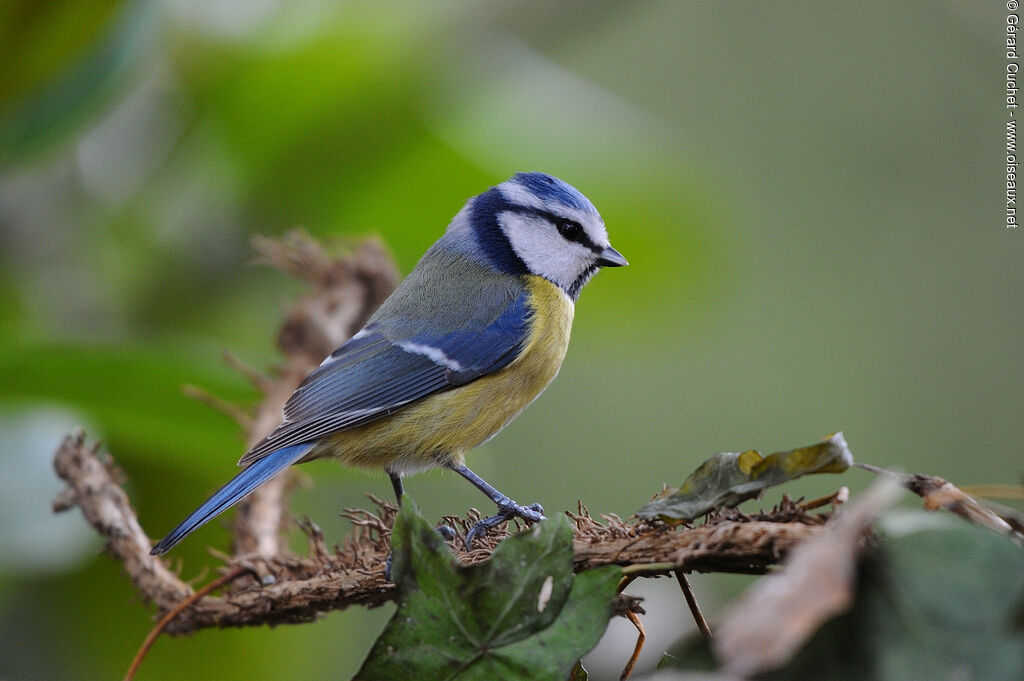 Mésange bleue, identification, pigmentation