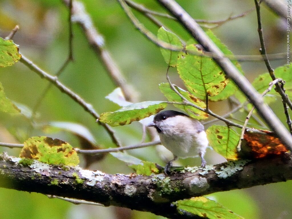 Mésange nonnette