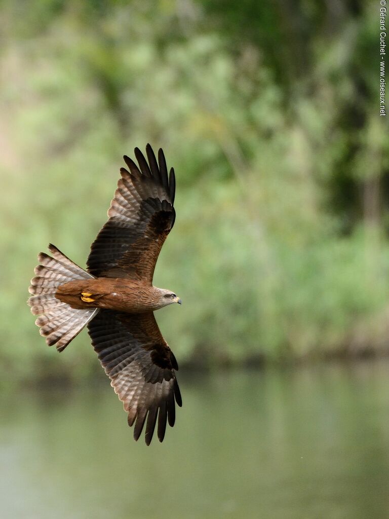 Black Kite
