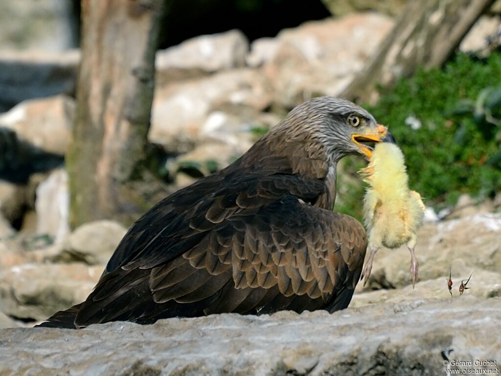 Red Kite