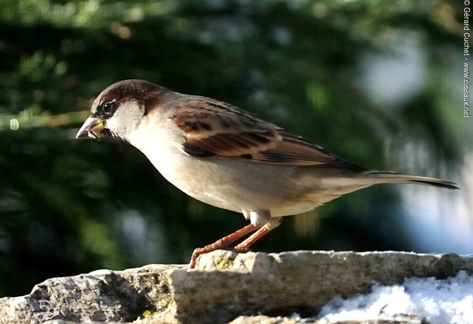 Moineau domestique mâle