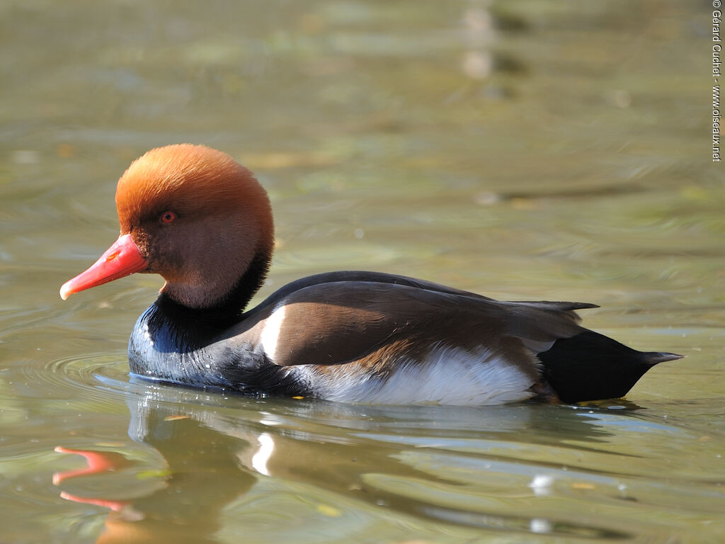 Nette rousse mâle