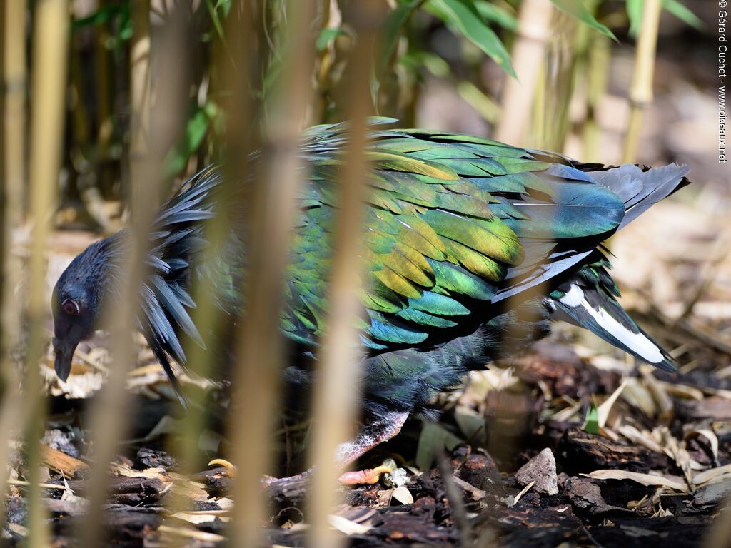 Nicobar Pigeon