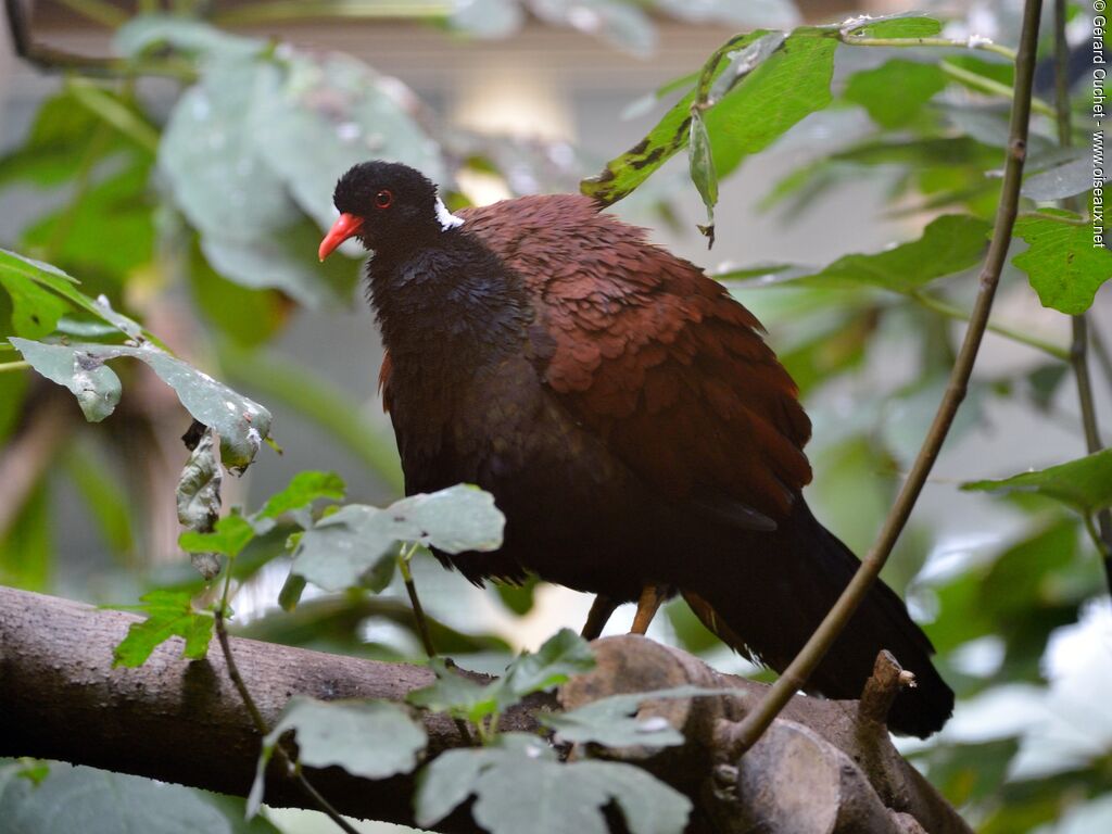 Pheasant Pigeon