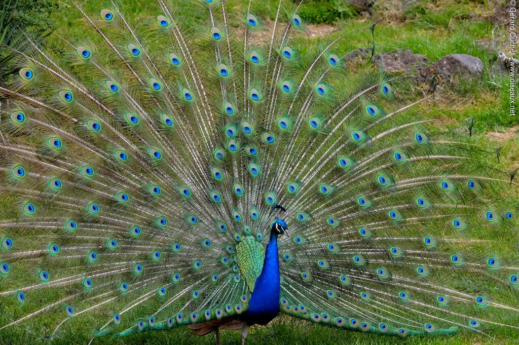 Paon bleu