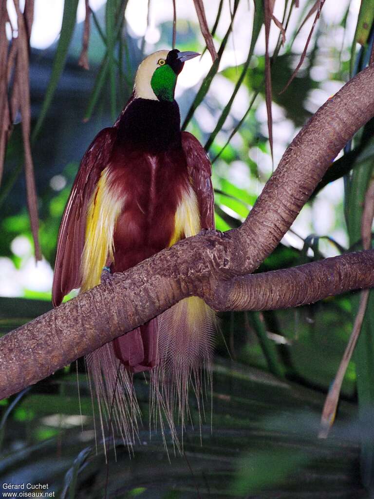 Greater Bird-of-paradise, identification