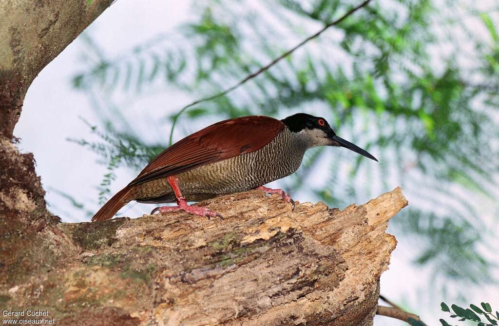 Paradisier multifil femelle adulte, identification