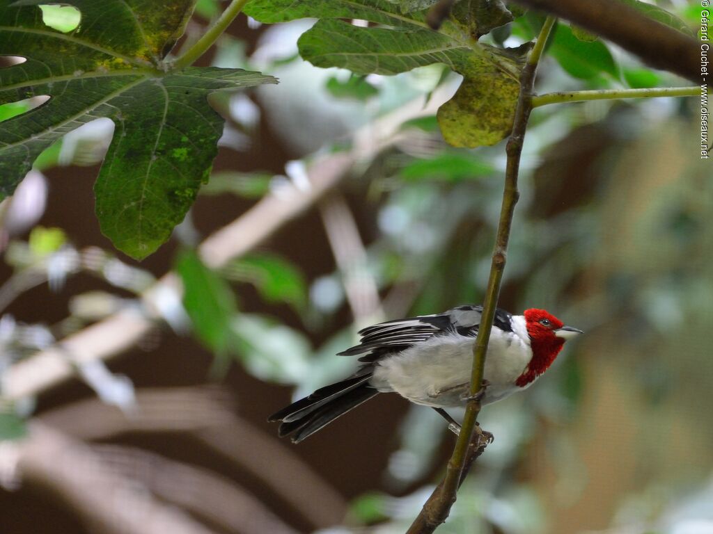 Red-cowled Cardinal