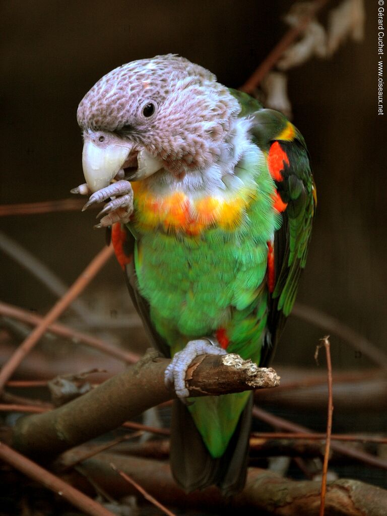 Perroquet robuste